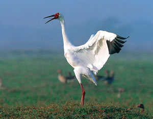 Ǻ Siberian Cranerare01.jpg
