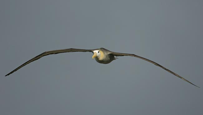 Waved Albatross(rare)02.jpg