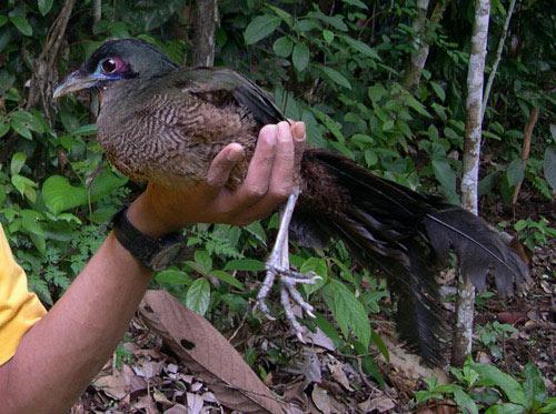 Sumatran Ground-cuckoorare01.jpg