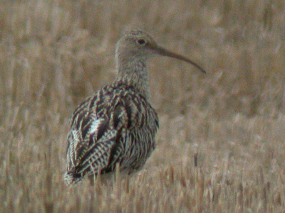 Slender-billed Curlewrare02.jpg