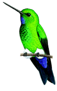 Turquoise-throated Pufflegrare01.gif