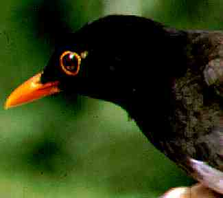 Taita Thrushrare02.jpg
