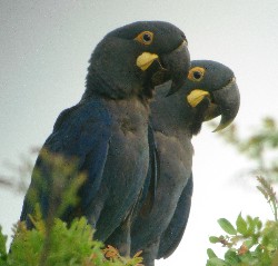 s Macawrare04.jpg