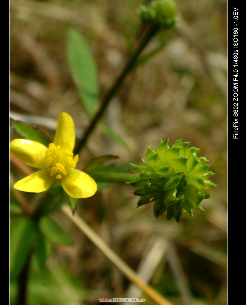 DSCF0177.jpg