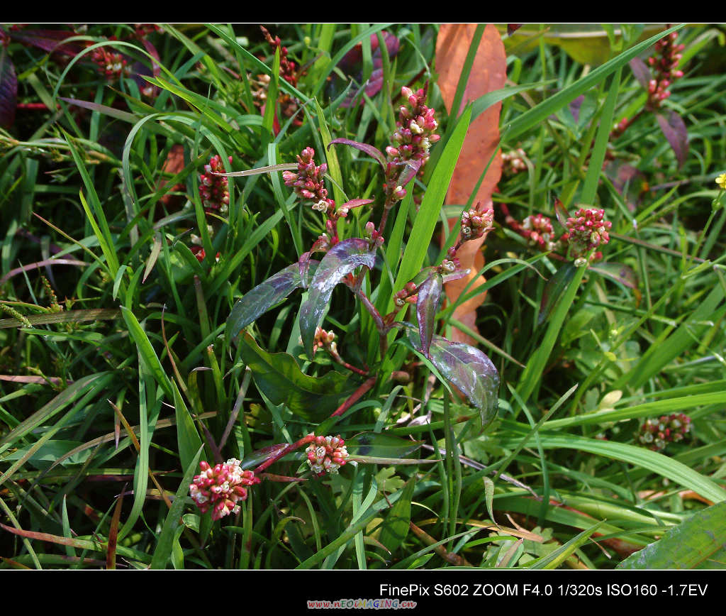 DSCF0169.jpg
