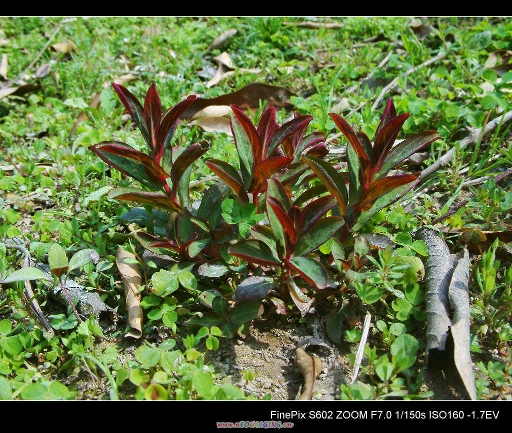 DSCF0280.jpg