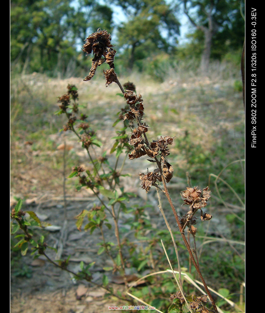 DSCF0370.jpg