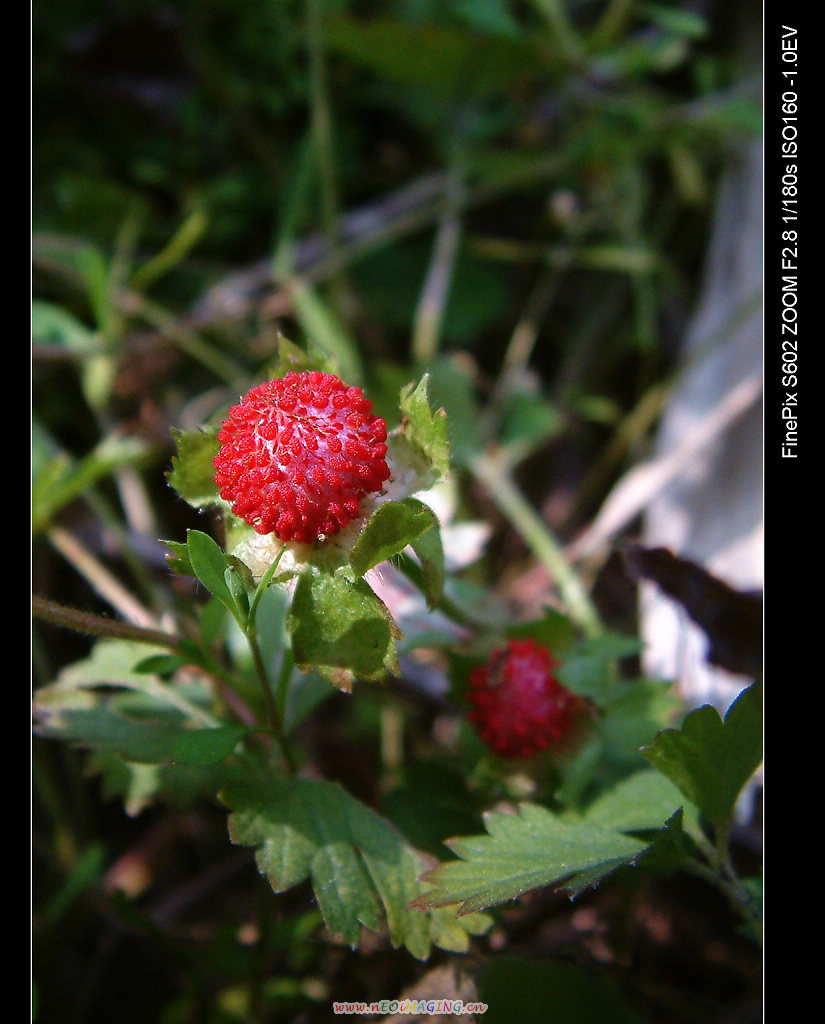 DSCF0260.jpg