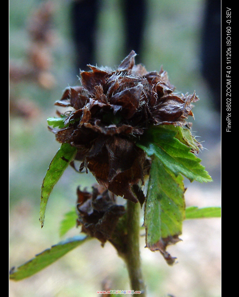 DSCF0378.jpg