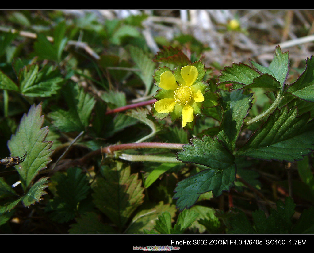DSCF0196.jpg
