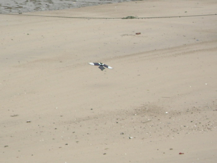 DSC01300.jpg