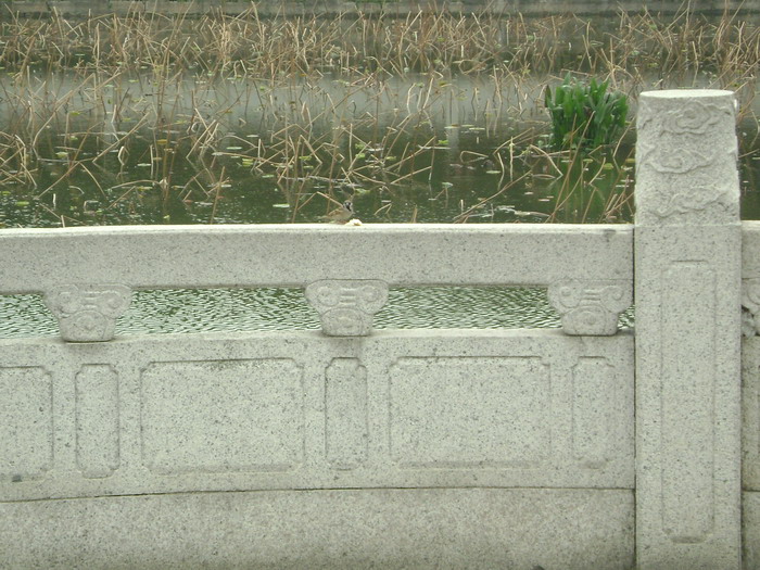 DSC01451.jpg