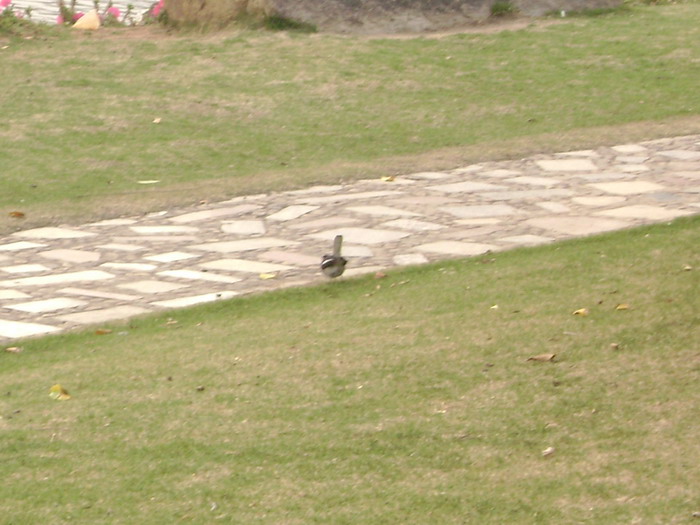DSC01531.jpg