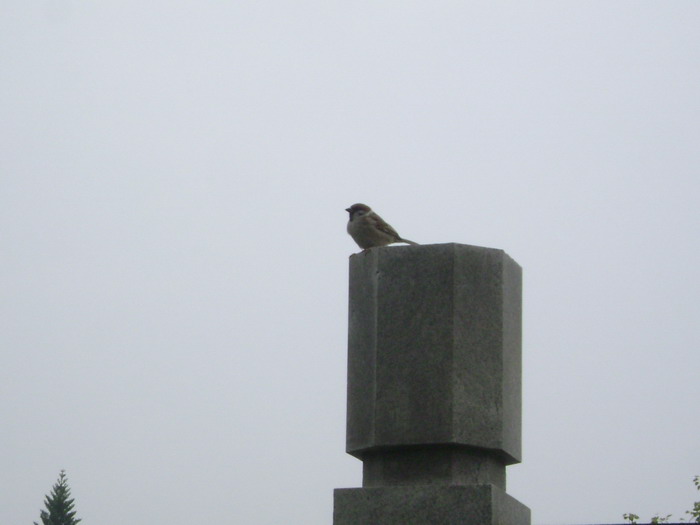 DSC01456.jpg
