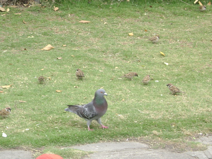 DSC01468.jpg