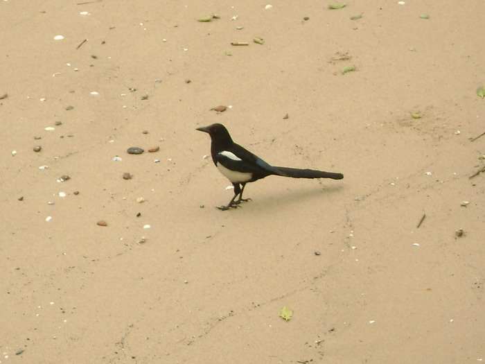 DSC01299.jpg