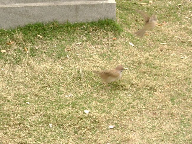DSC01457.jpg