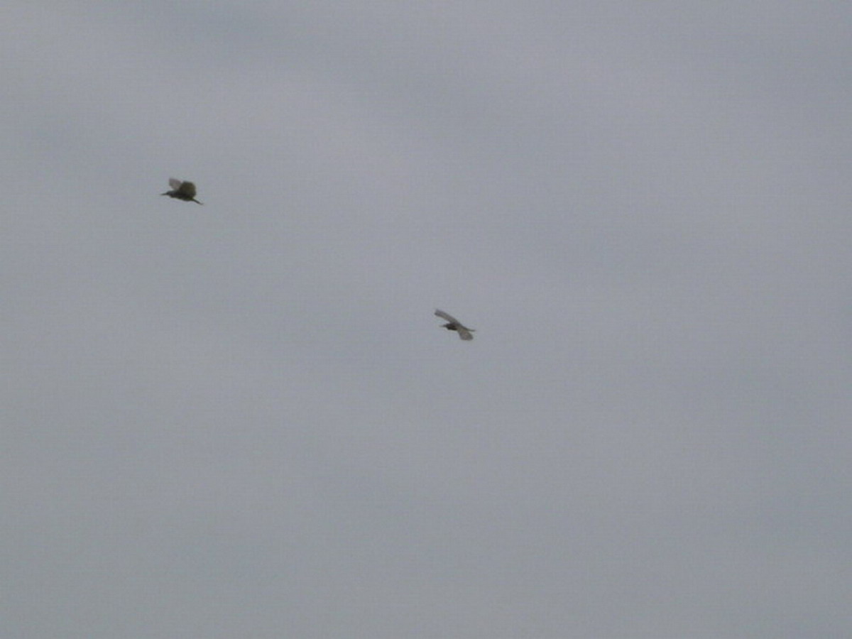 DSC01690.jpg