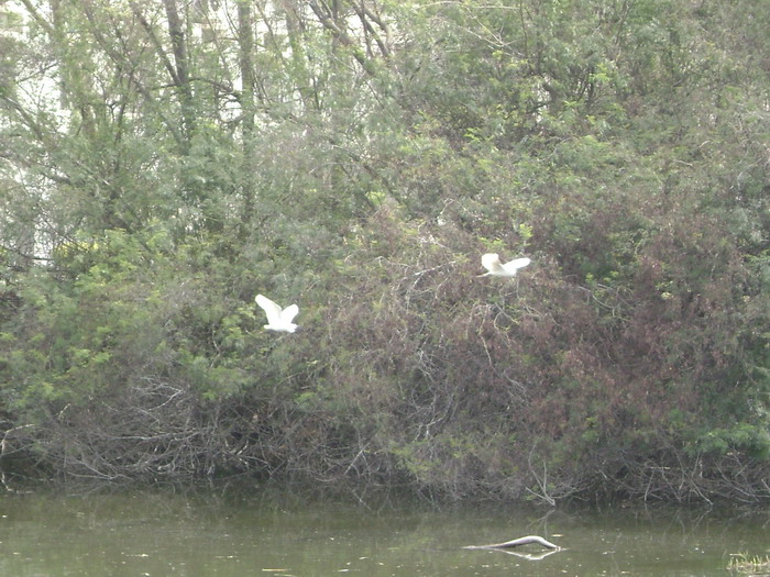 DSC01686.jpg