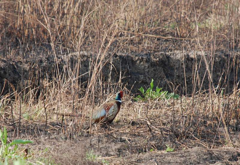 DSC_0019.JPG