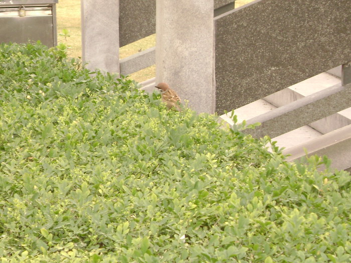 DSC01455.jpg