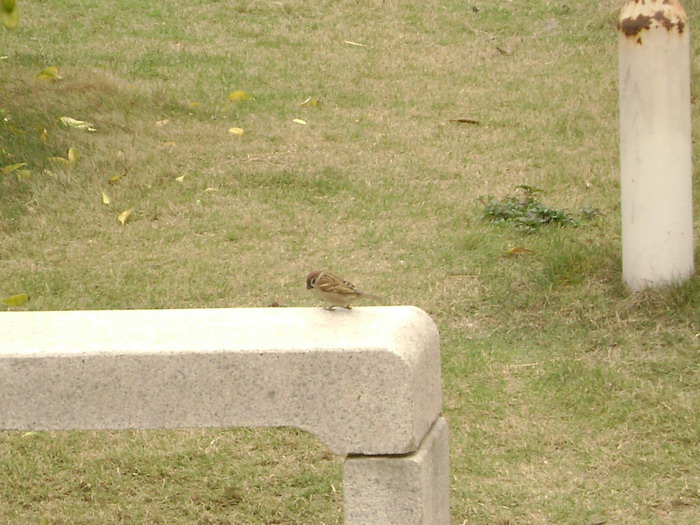 DSC01412.jpg