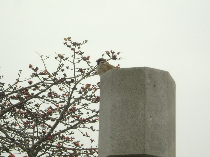 DSC01460.jpg