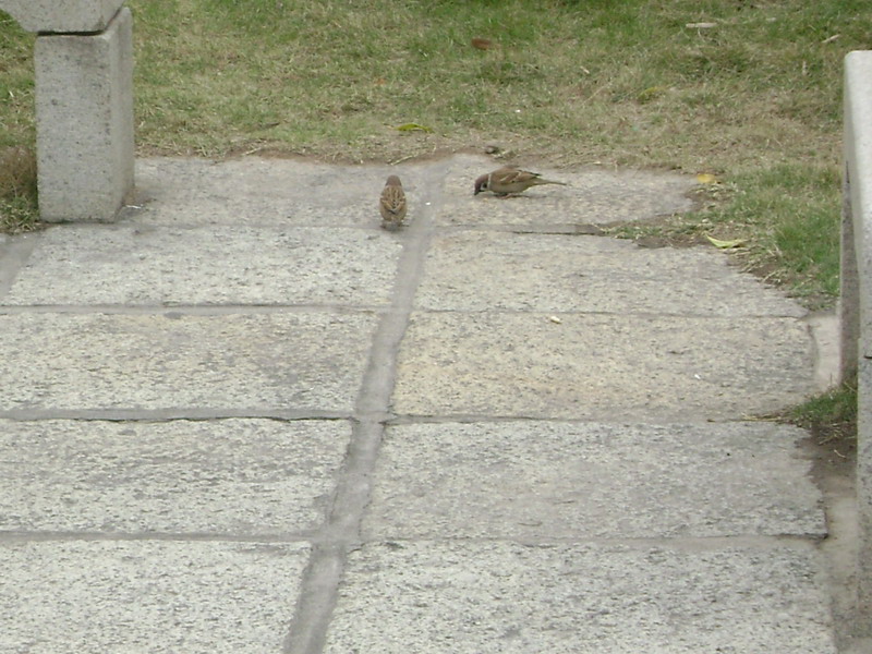 DSC01411.jpg