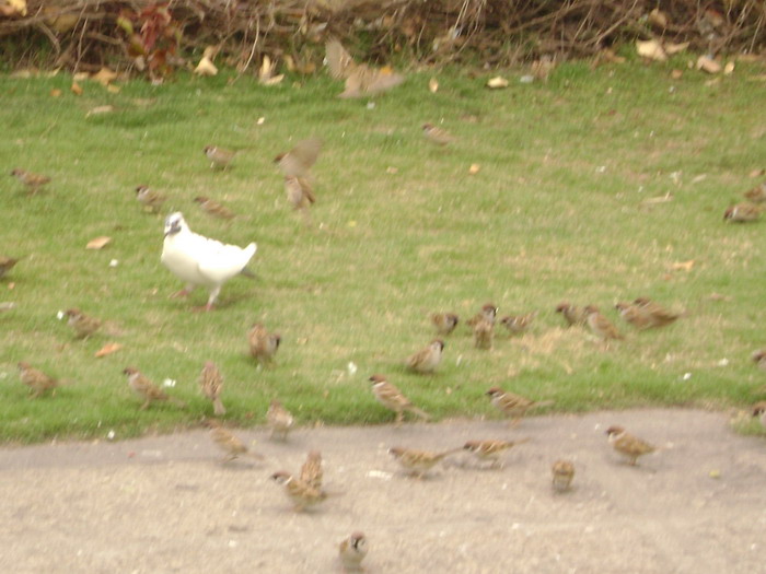 DSC01465.jpg