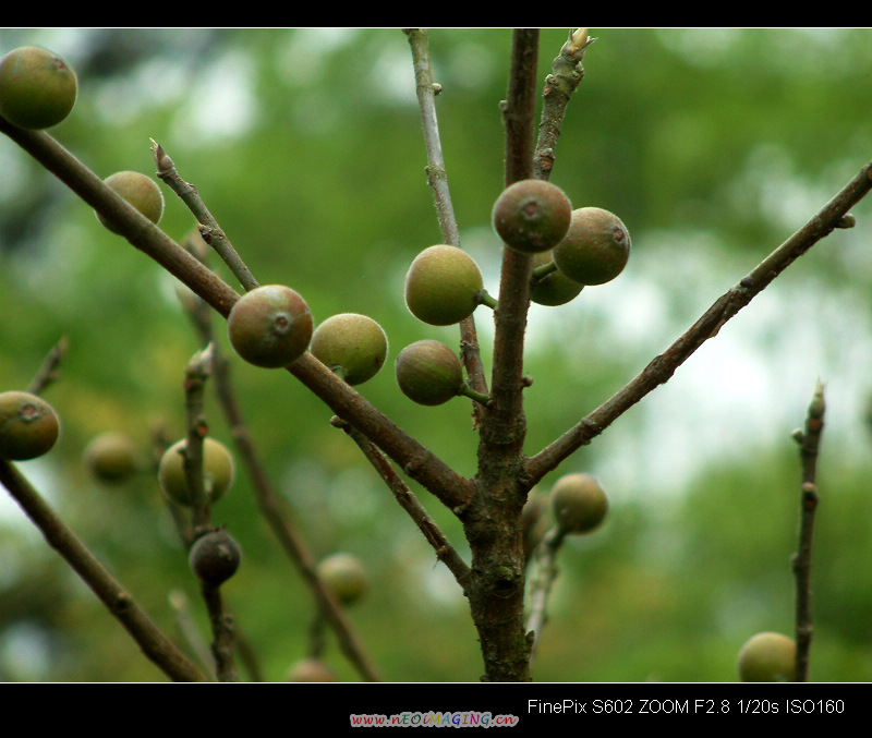 DSCF0153.jpg