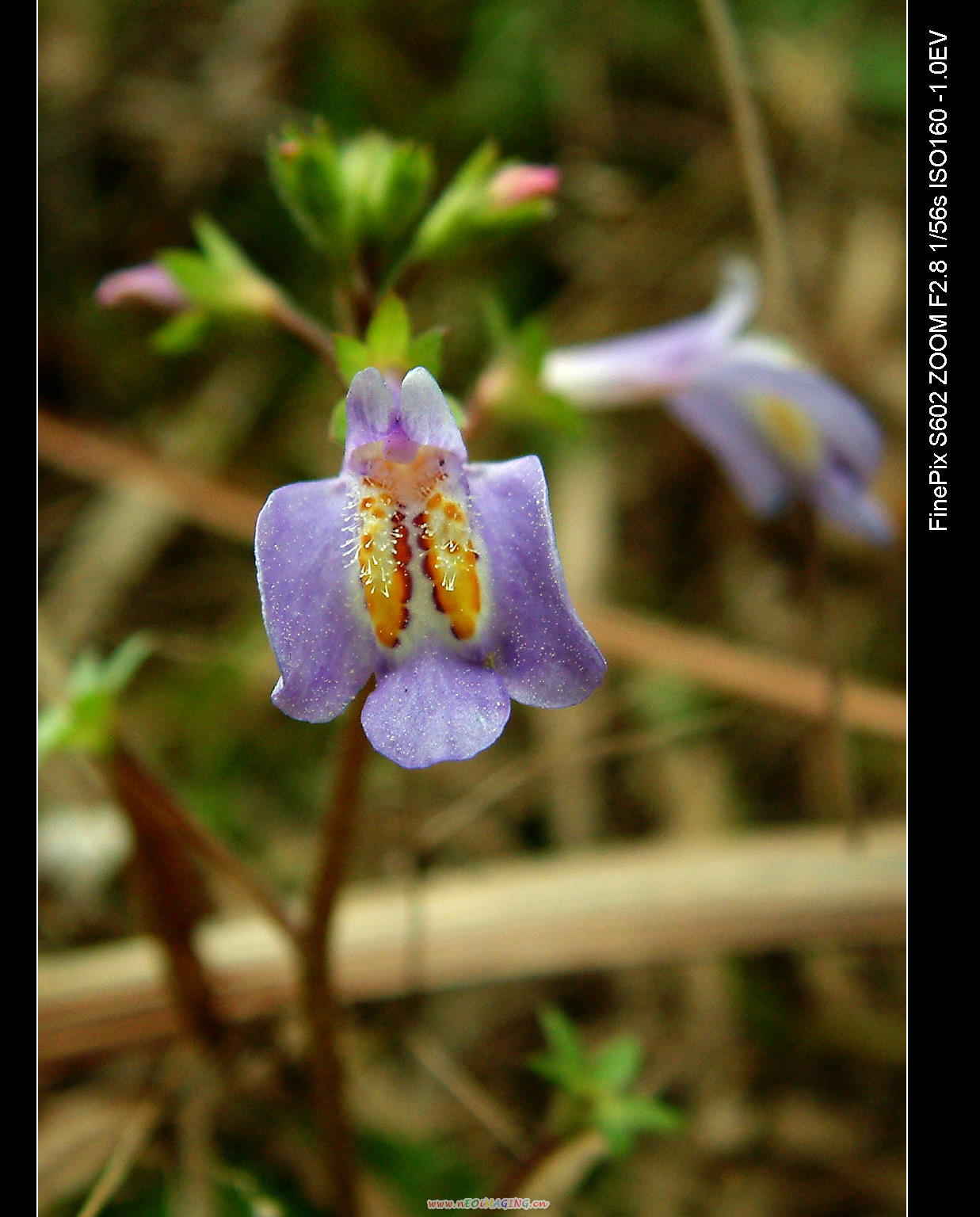 DSCF0117.jpg