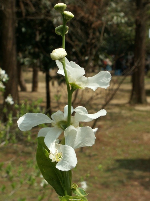 PICT0488.JPG