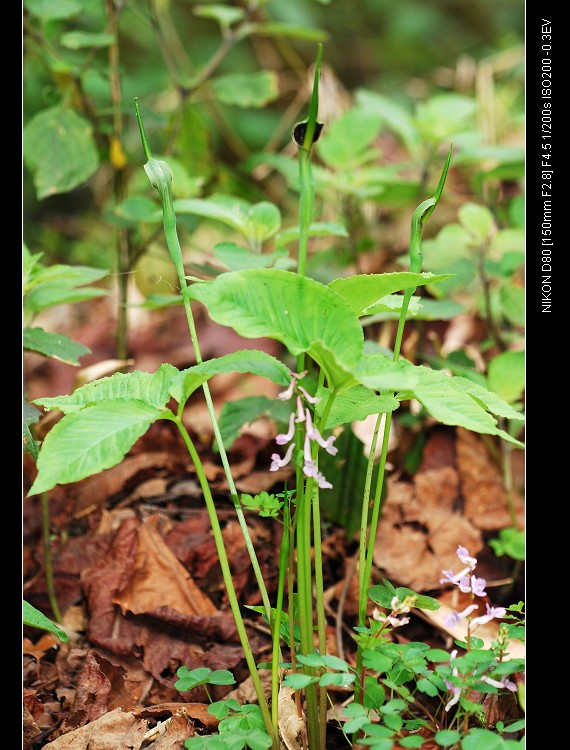 DSC_0133a.jpg