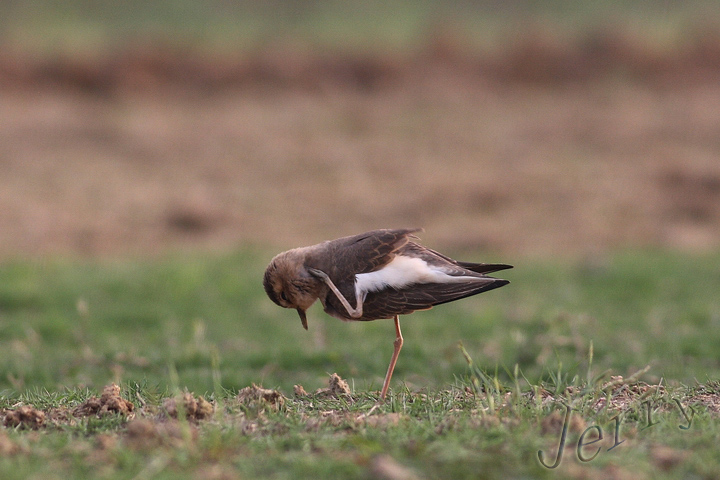 IMG_5732_调整大小.JPG