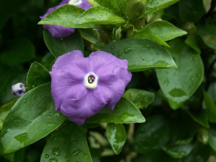 PICT0963.JPG
