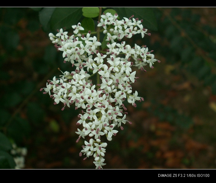 PICT0956.JPG