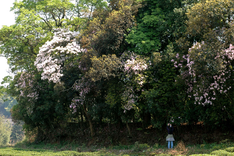  Զ������