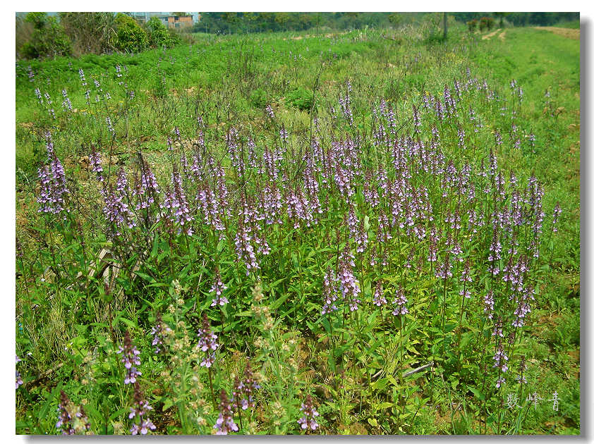 DSCF0181.jpg