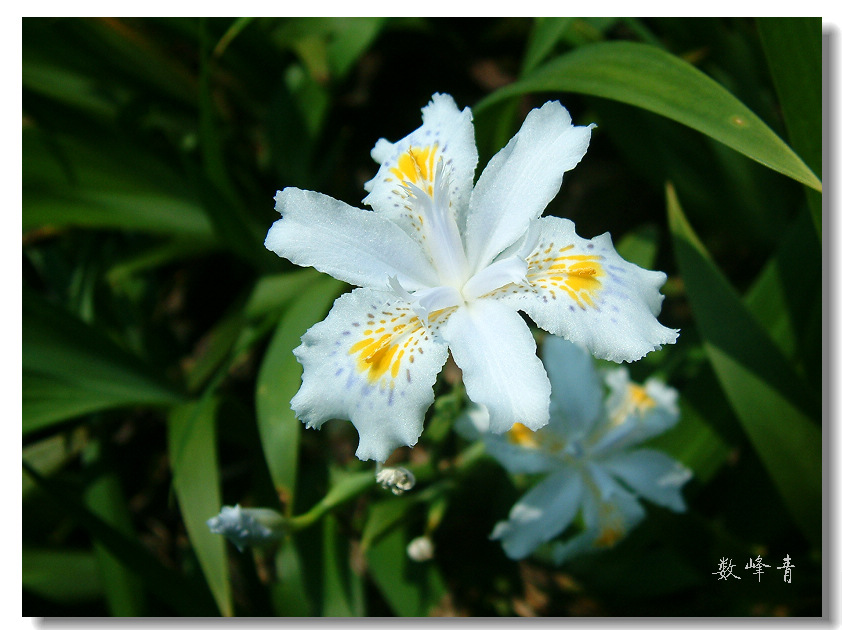 DSCF0129.jpg