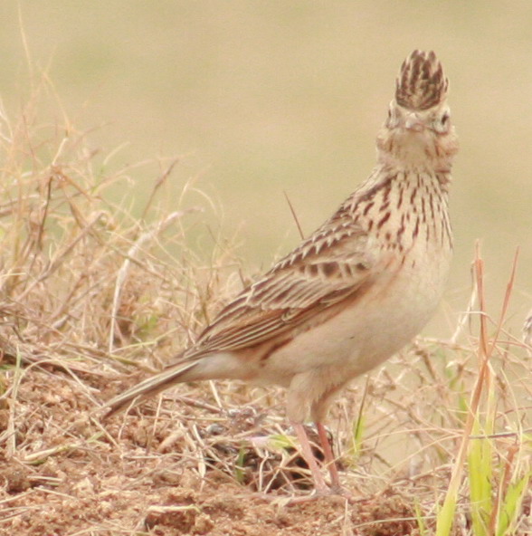 a3738.JPG