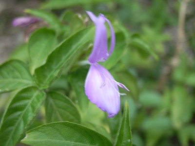 Ƭ 055.jpg