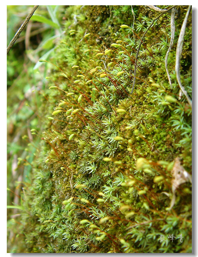 DSCF0126.jpg