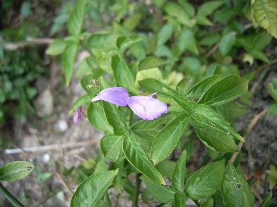 Ƭ 054.jpg