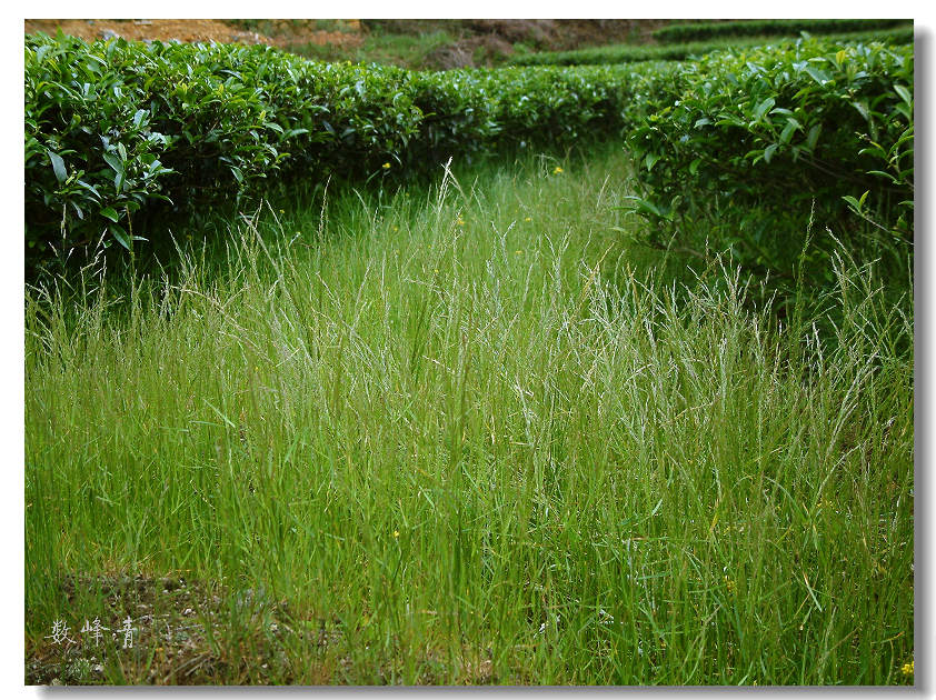 DSCF0336.jpg
