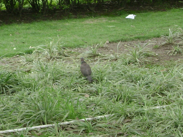 DSC01934.jpg