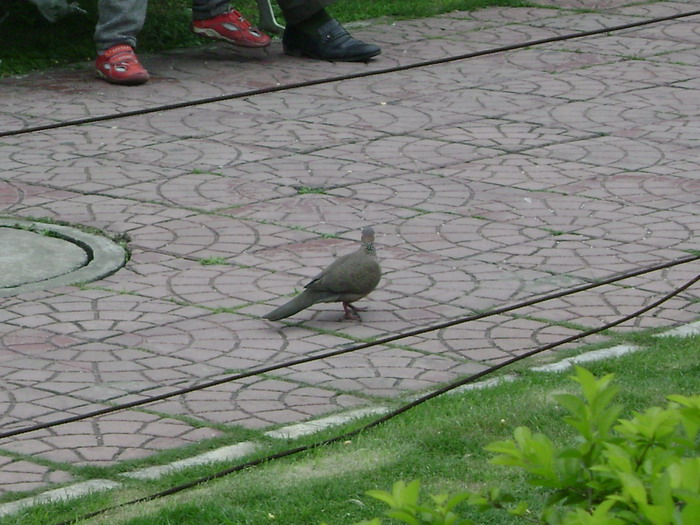 DSC01958.jpg