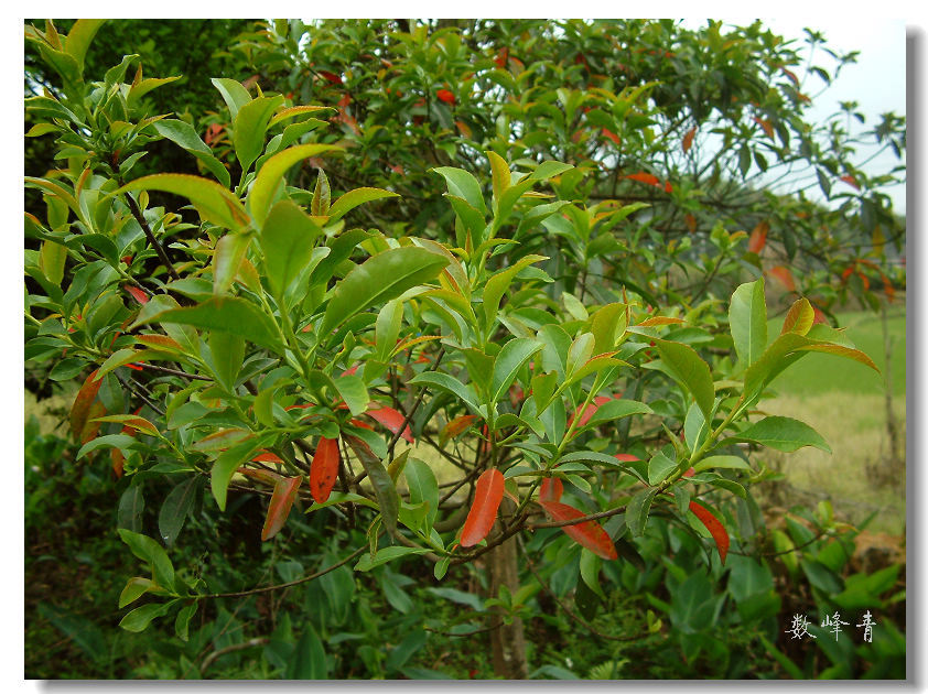 DSCF0103.jpg