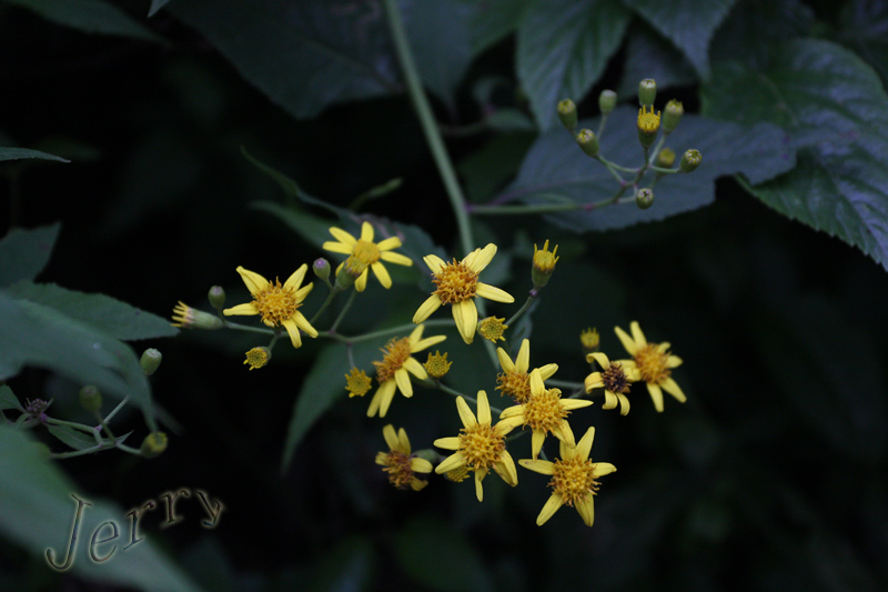 IMG_87151.jpg