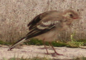a4163.JPG