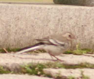 a4161.JPG